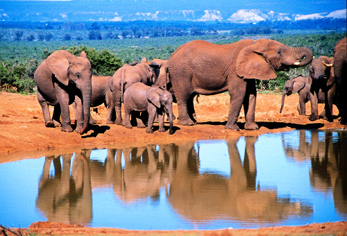 Zuid Afrika